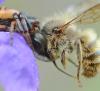 Osmia bicornis